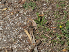 Onychogomphus forcipatus