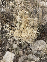 Panicum hallii