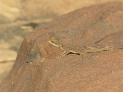Agama boulengeri