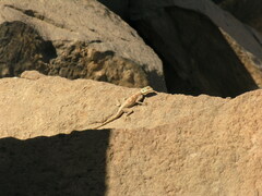 Agama boulengeri