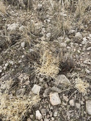 Panicum hallii