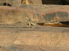 Agama boulengeri