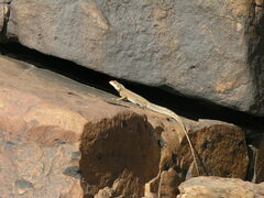 Agama boulengeri