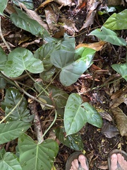Philodendron erubescens