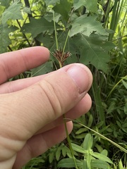 Rhynchospora capitellata