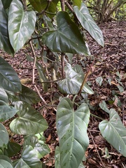 Philodendron erubescens