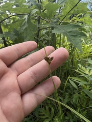 Rhynchospora capitellata