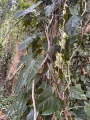 Philodendron erubescens