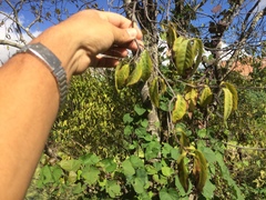 Ruprechtia laxiflora