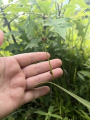 Rhynchospora capitellata