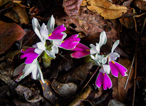 Brachycorythis lastii image