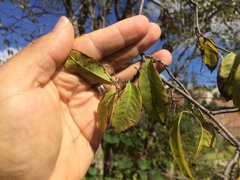 Ruprechtia laxiflora
