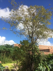 Ruprechtia laxiflora