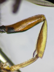 Ectemnius ruficornis