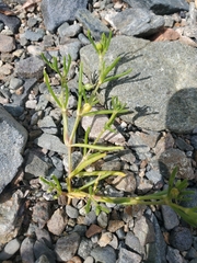 Spergularia canadensis