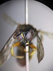 Ectemnius ruficornis