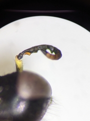 Ectemnius ruficornis