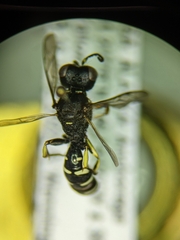 Ectemnius ruficornis