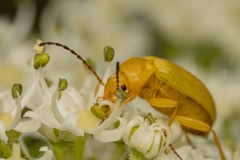 Cteniopus sulphureus