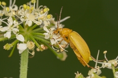 Cteniopus sulphureus