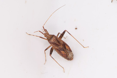 Phytocoris varipes