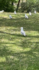 Larus delawarensis