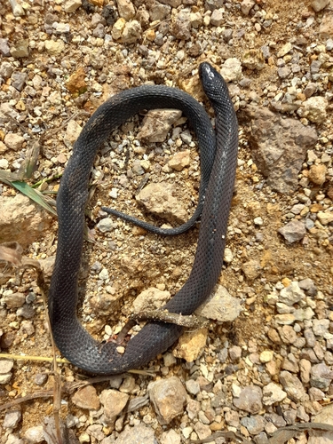 Photo of a Espinal's Coffee Snake (Ninia espinali)
