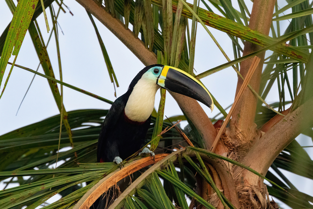 Channel-billed Toucan (Yellow-ridged)