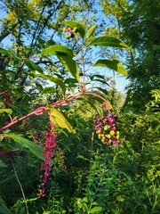 Phytolacca americana