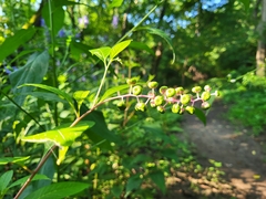 Phytolacca americana