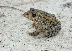 Lithobates capito
