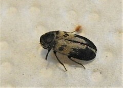 Dermestes signatus