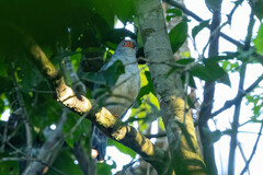 Micrastur gilvicollis