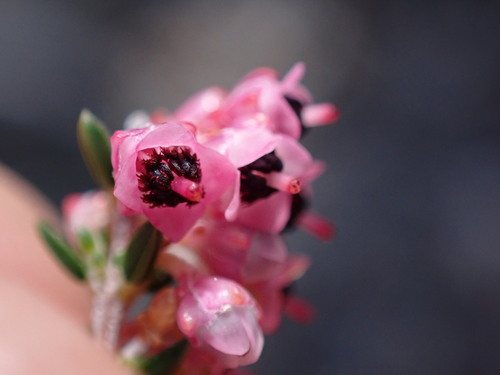 Image of Erica lucida by (c) Ren Hoekstra, some rights reserved (CC BY)