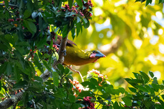 Psarocolius bifasciatus