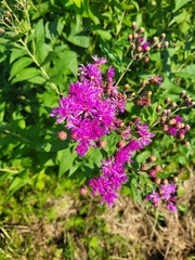 Vernonia baldwinii