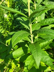 Vernonia baldwinii
