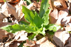 Eryngium serra