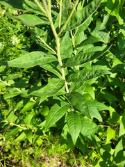 Vernonia baldwinii