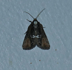 Bryolymnia semifascia