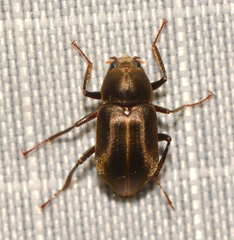 Helichus lithophilus