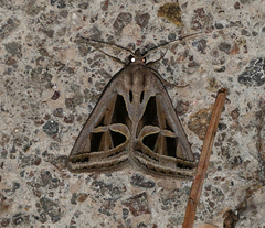 Callistege intercalaris