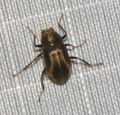 Helichus lithophilus