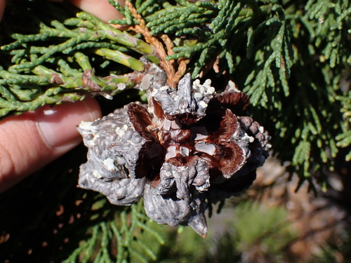 Image of Clanwilliam Cedar (Widdringtonia cedarbergensis) by (c) Ren Hoekstra, some rights reserved (CC BY)