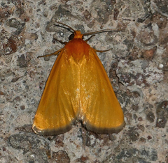 Eulithosia composita