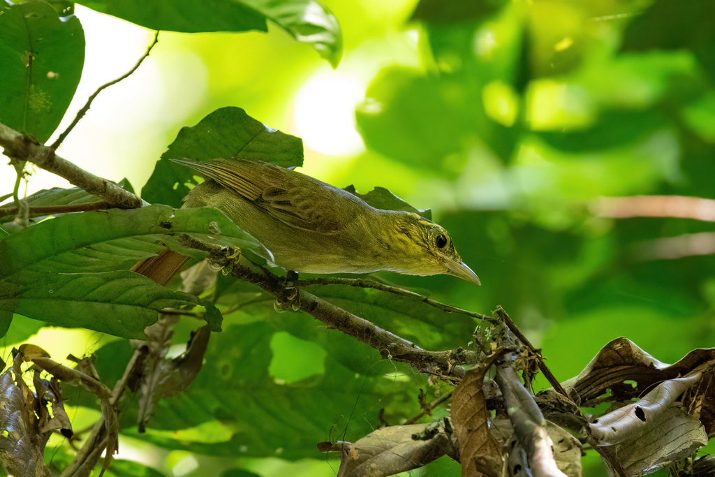 Rufous-tailed Foliage-gleaner
