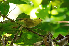 Anabacerthia ruficaudata