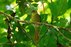 Anabacerthia ruficaudata