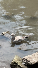 Larus