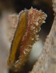 Malleus meridianus